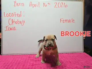 American Bully dogs American Bully Puppy 3 - Ad 32