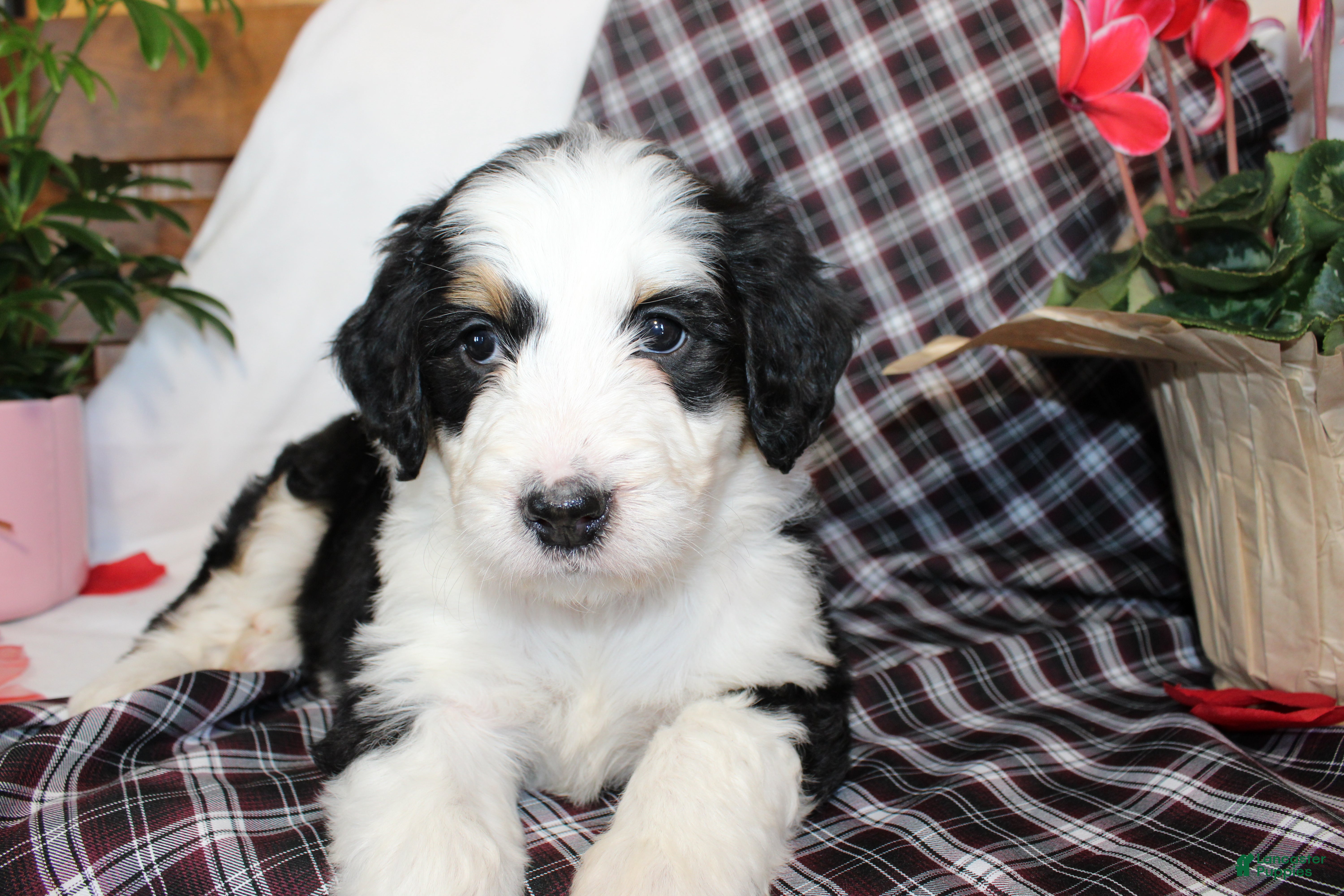 Bernedoodle dogs Primrose - Ad 7