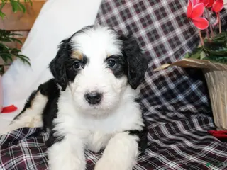 Bernedoodle dogs Primrose - Ad 21