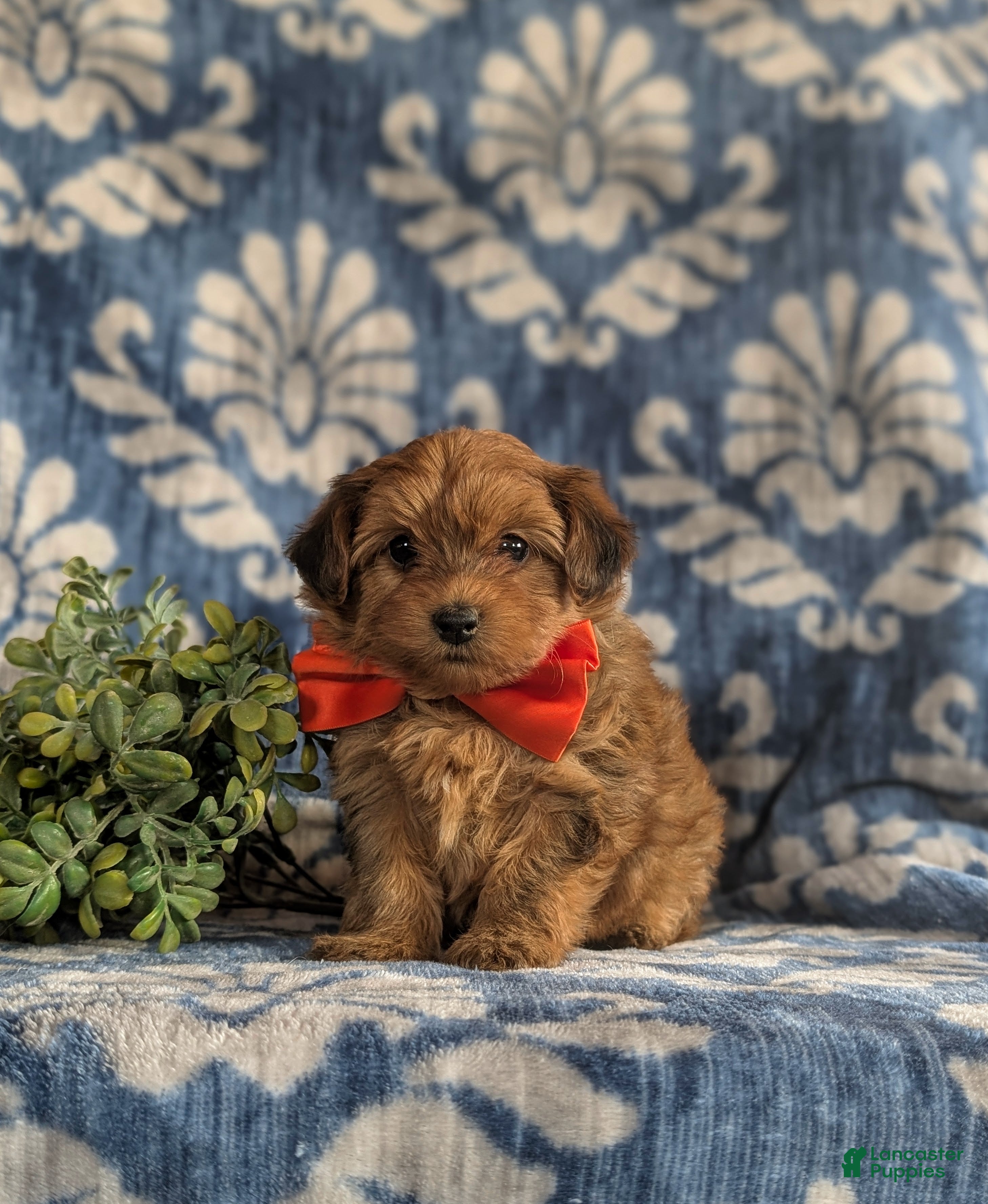 Yorkiepoo dogs Holman 6 lbs full grown - Ad 1