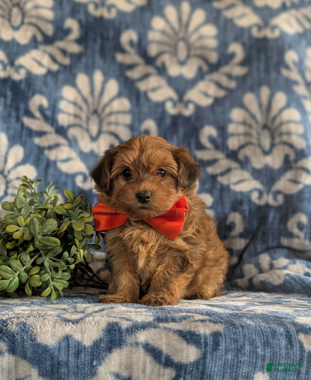 Yorkiepoo dogs for sale: Holman 6 lbs full grown - Ad 1
