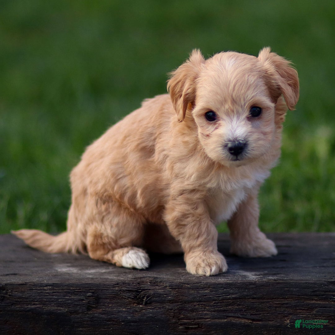 Maltipoo dogs for sale: Sondra - Ad 5