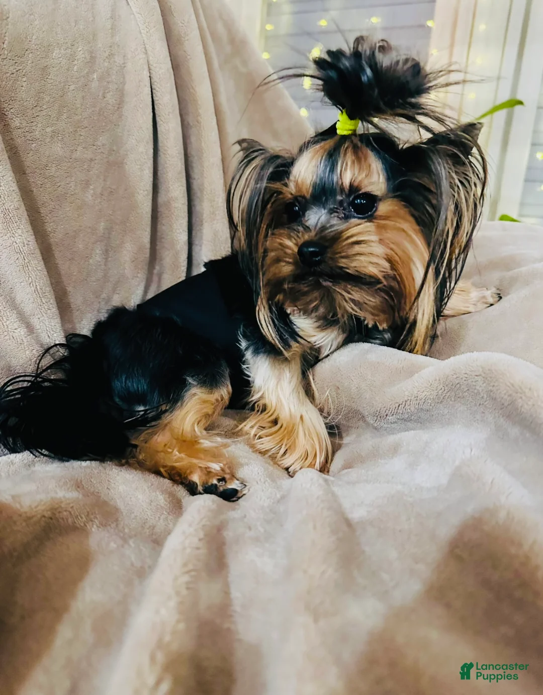 Yorkshire Terrier dogs for sale: Yorkshire Terrier Puppy 1 - Ad 1