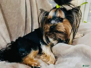 Yorkshire Terrier dogs Yorkshire Terrier Puppy 1 - Ad 16