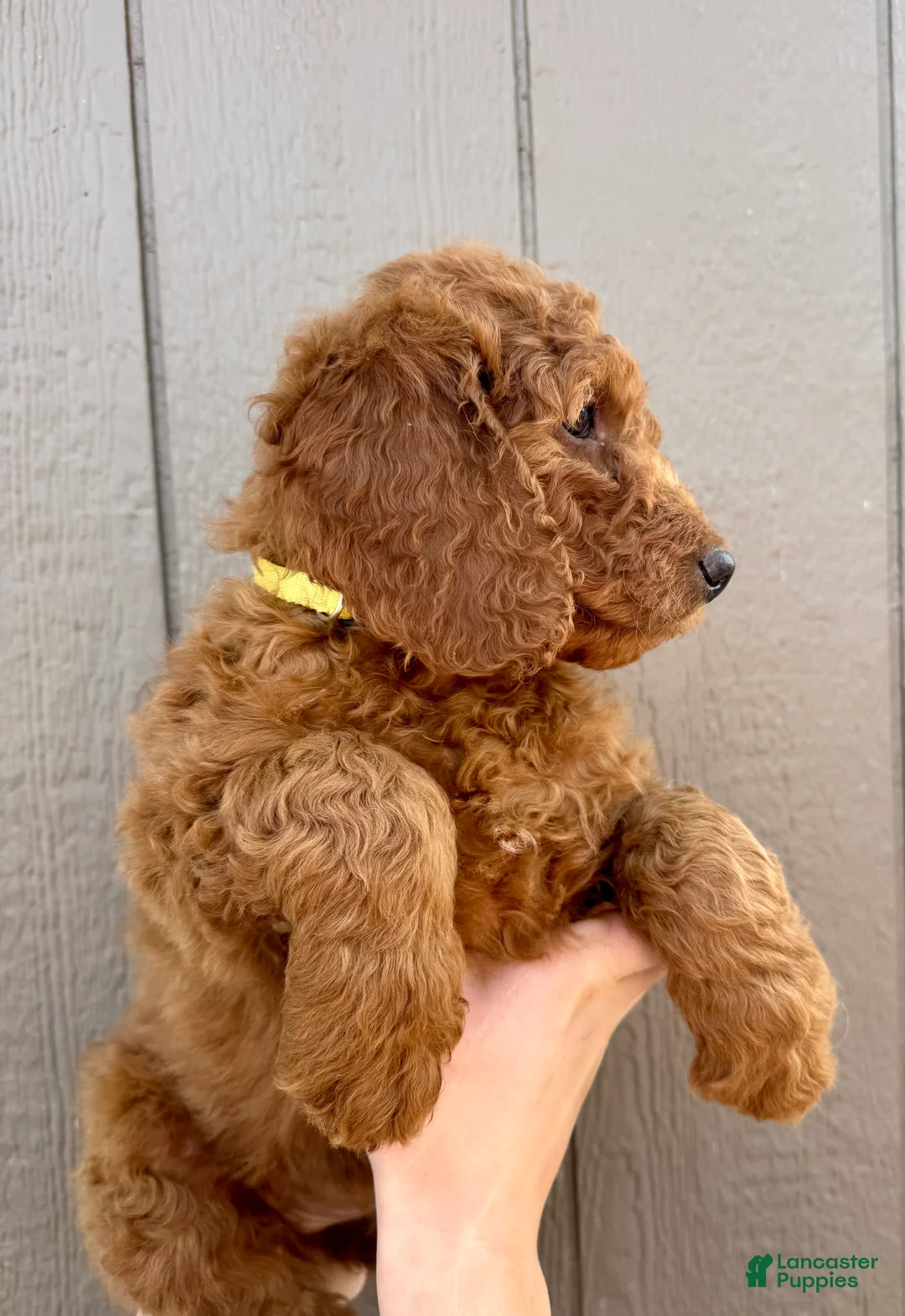Goldendoodle dogs for sale: Lincoln  - Ad 2