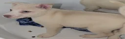 Pitsky dogs for sale: Frozen - Ad 4
