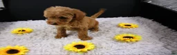 Mini Aussiedoodle dogs for sale: Swiper - Ad 10