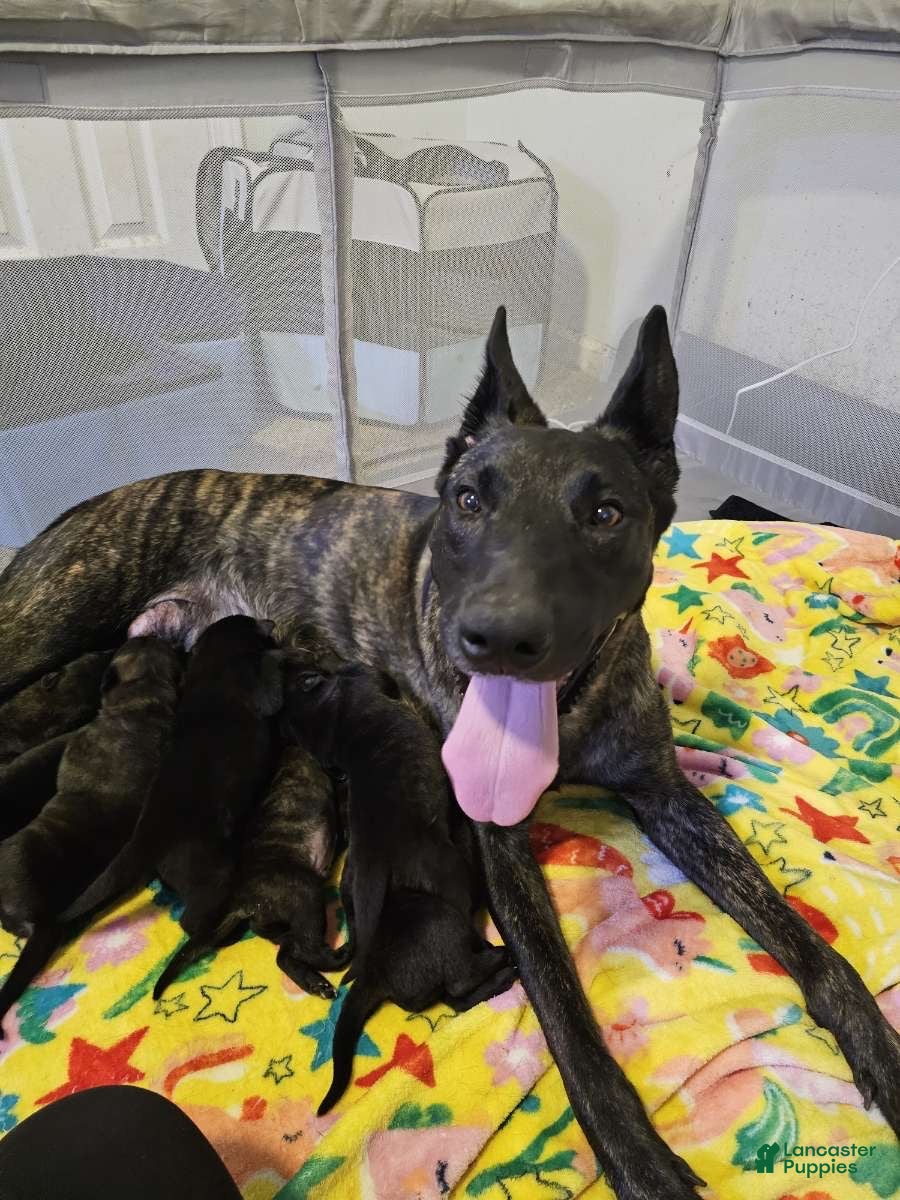 Dutch Shepherd dogs Akela - Ad 2