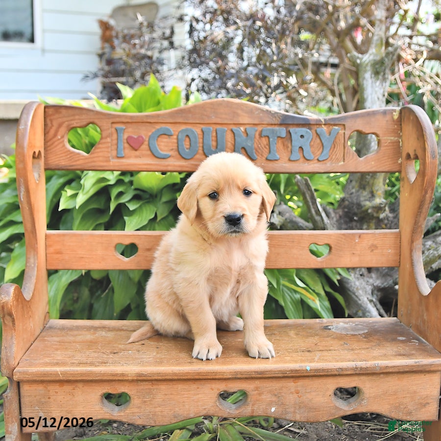 Golden Retriever dogs Brittney - Ad 2