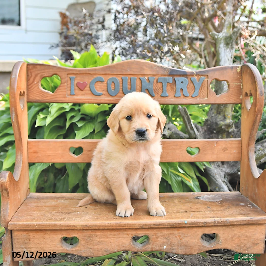Golden Retriever dogs for sale: Brittney - Ad 2