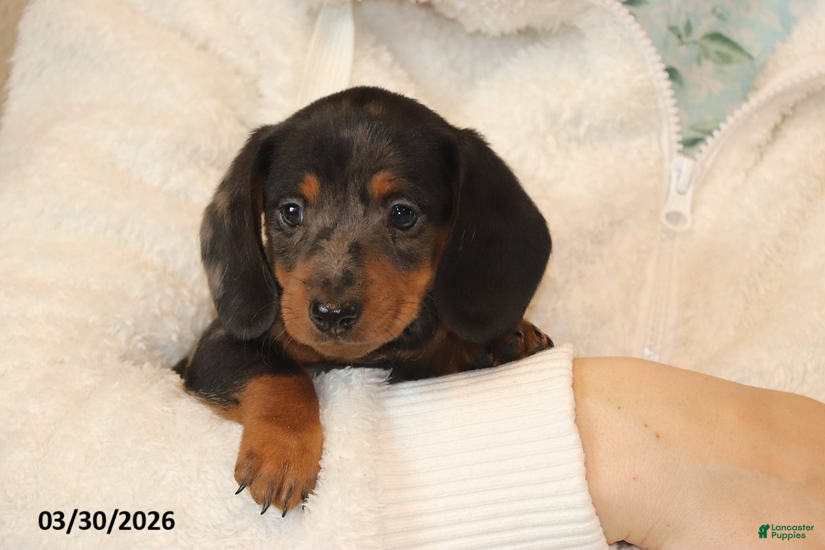 Miniature Dachshund dogs Parker - Ad 1