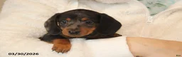 Miniature Dachshund dogs for sale: Parker - Ad 1