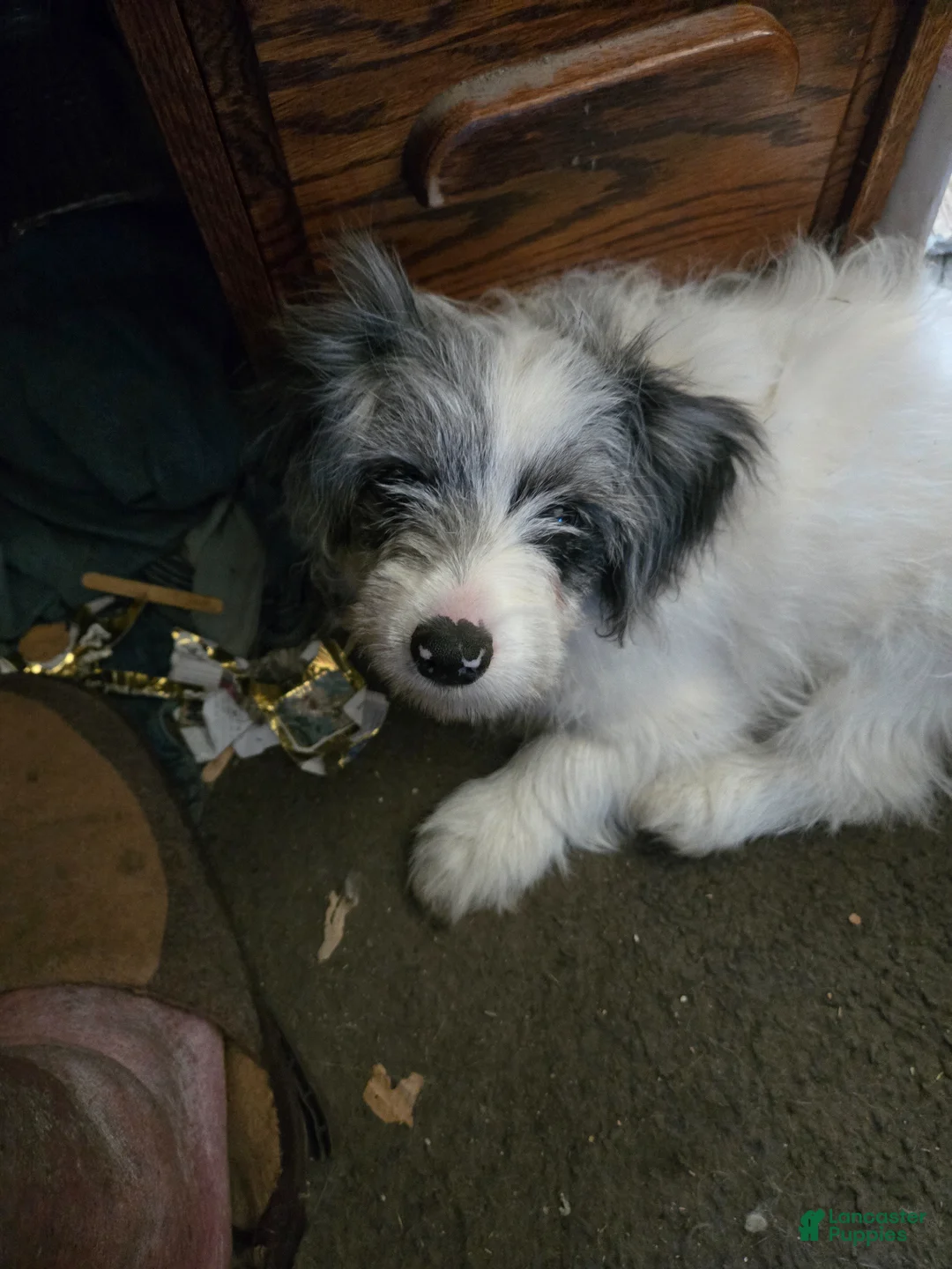 Mixed Breed dogs for sale: Mixed Breed Puppy 1 - Ad 1