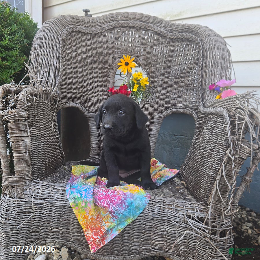 Labrador Retriever dogs Kayla - Ad 2