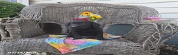 Labrador Retriever dogs for sale: Kayla - Ad 2