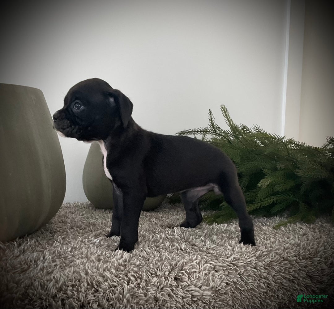 Boxer dogs for sale: Blaine  - Ad 1