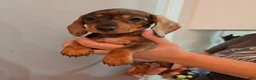 Miniature Dachshund dogs for sale: Miniature Dachshund Puppy 2 - Ad 3
