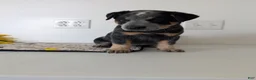 Australian Cattle Dog dogs for sale: Jack  - Ad 11