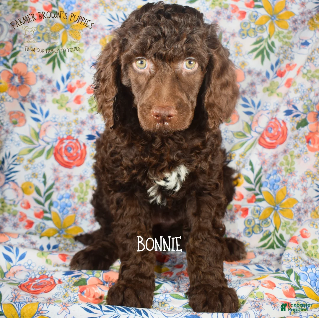 Mixed Breed dogs for sale: Bonnie - Ad 1