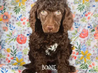 Mixed Breed dogs for sale: Bonnie - Ad 1