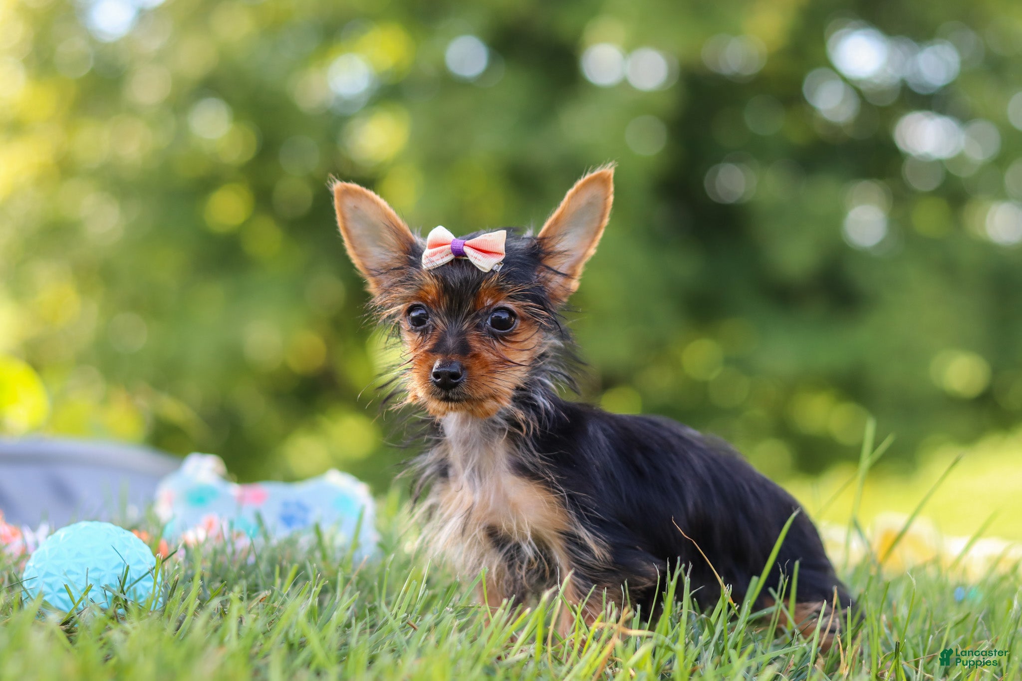 Yorkshire Terrier dogs Ellie - Ad 2
