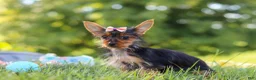 Yorkshire Terrier dogs for sale: Ellie - Ad 2