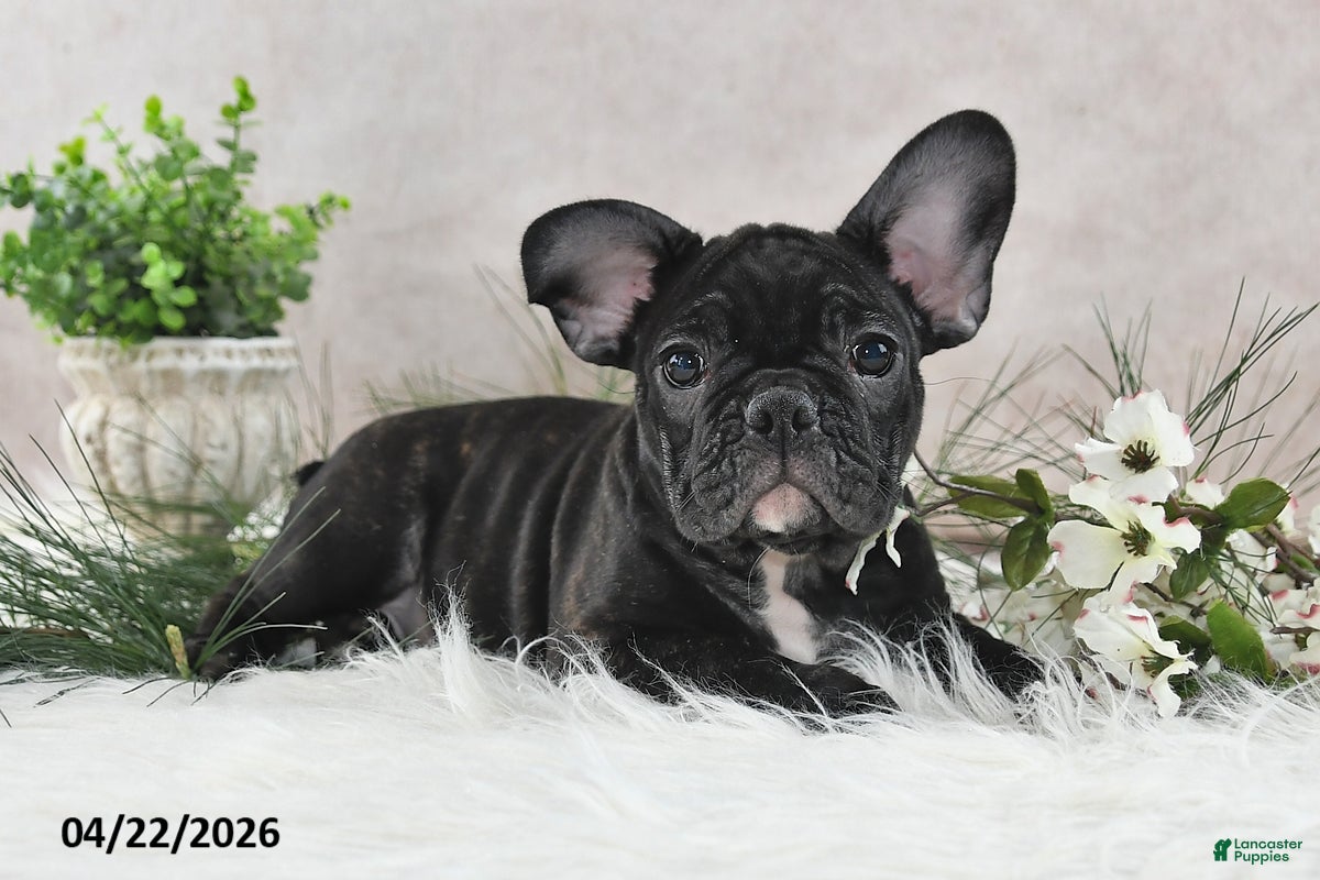 Frenchton dogs Franci - Ad 1