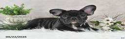 Frenchton dogs for sale: Franci - Ad 1