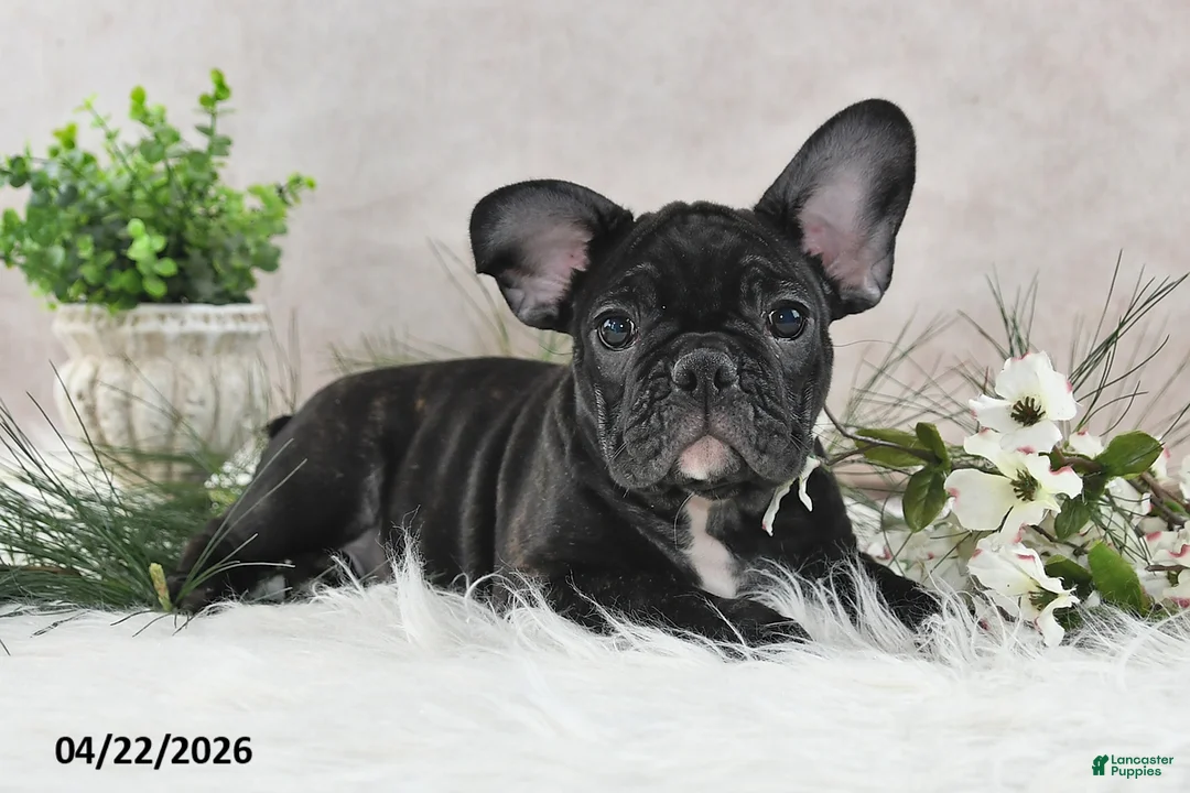 Frenchton dogs for sale: Franci - Ad 1