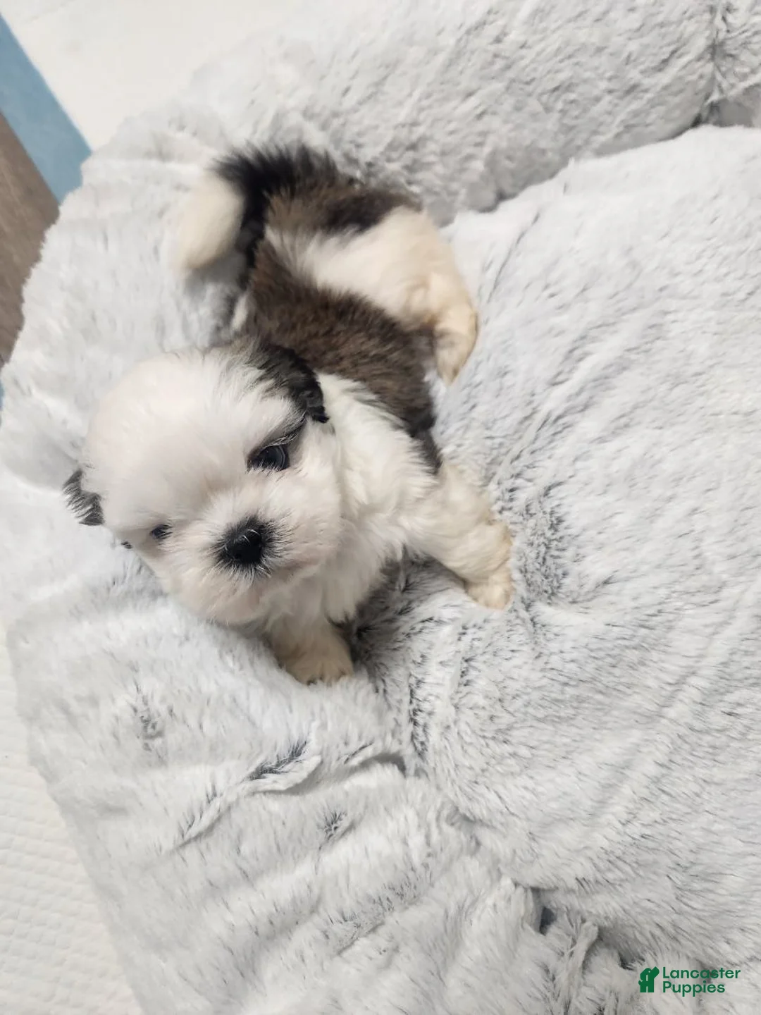 Shih Tzu dogs for sale: Shih Tzu Puppy 1 - Ad 2