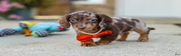 Miniature Dachshund dogs for sale: Benson - Ad 8