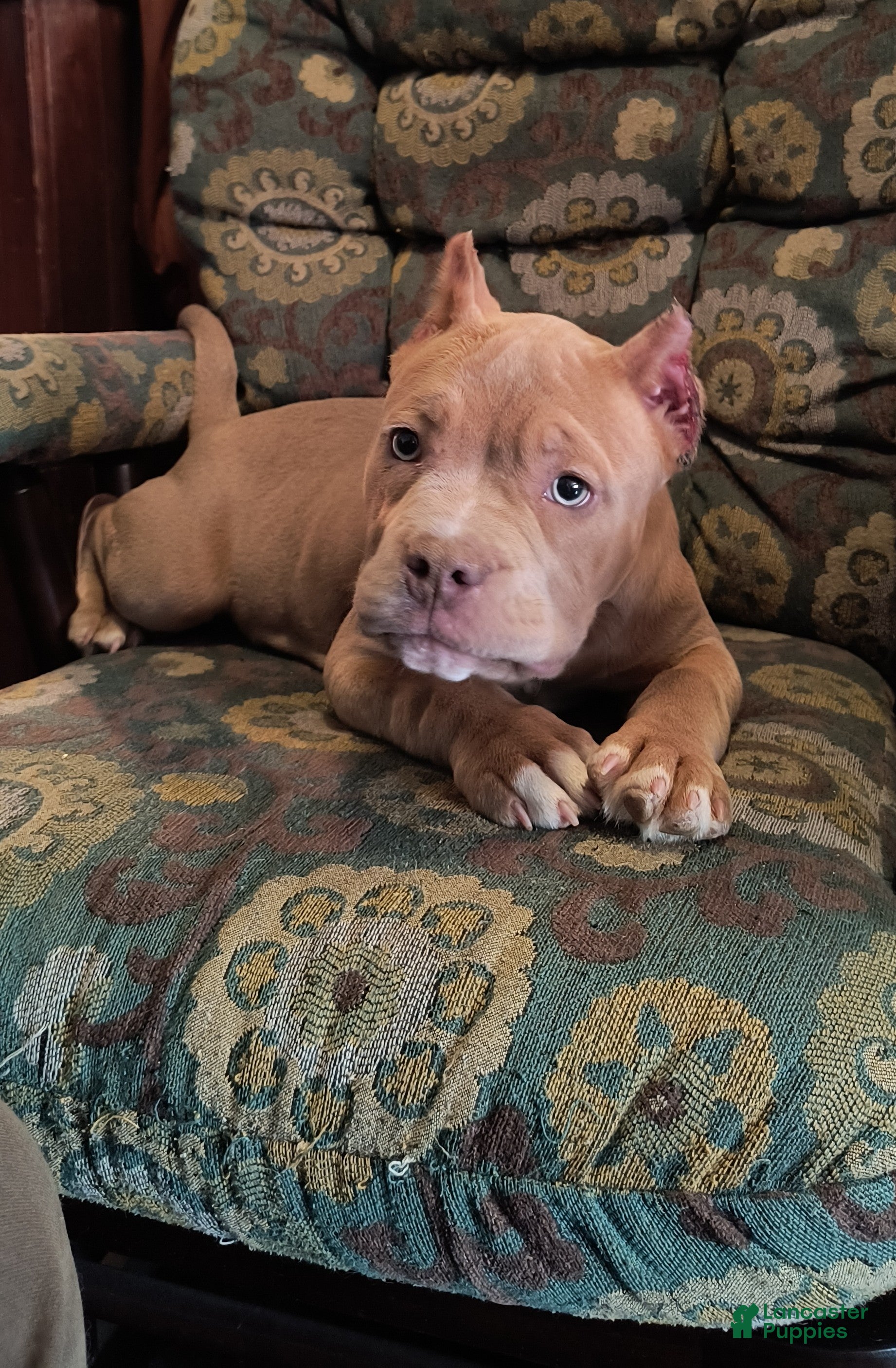 American Bully dogs for sale: American Bully Puppy 1 - Ad 3