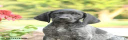 German Shorthaired Pointer dogs for sale: Addy - Ad 4