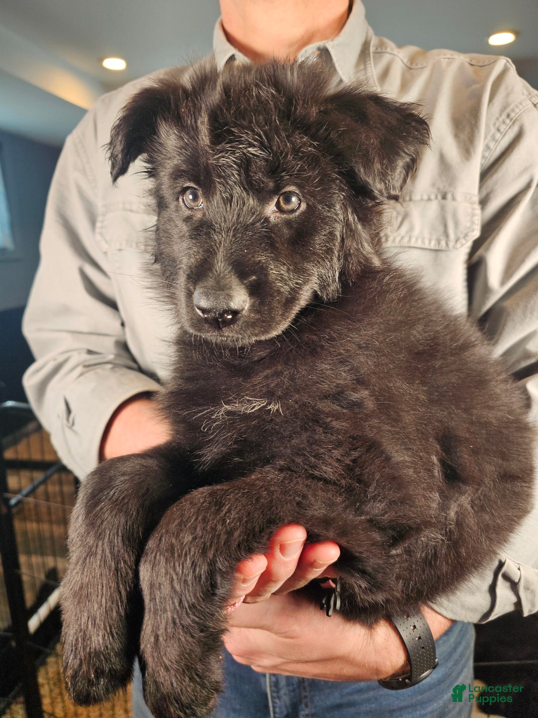 German Shepherd dogs for sale: Haven - Ad 1