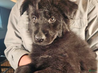 German Shepherd dogs Haven - Ad 35