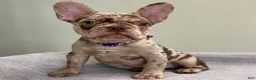 French Bulldog dogs for sale: Milano - Ad 1