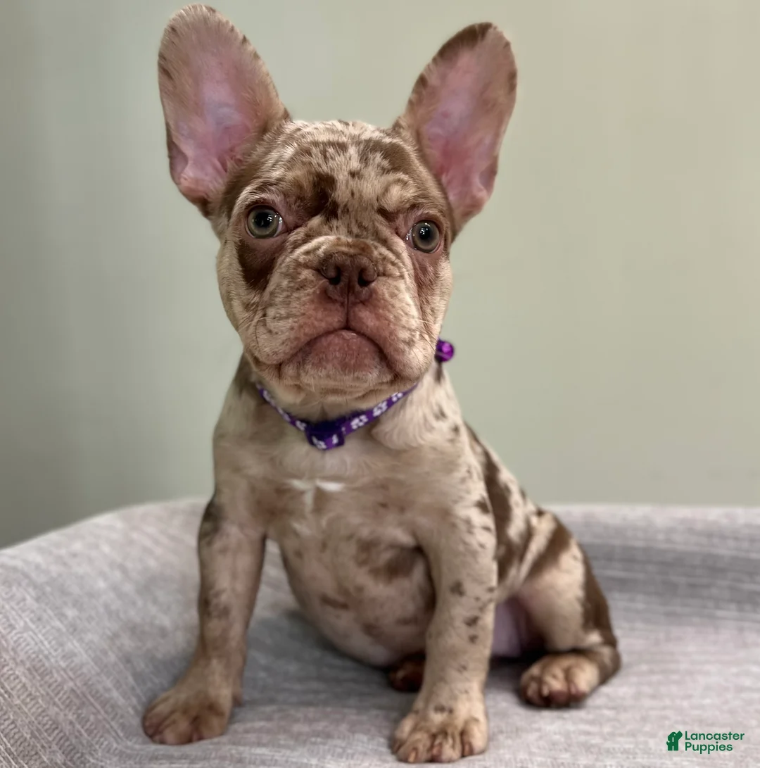 French Bulldog dogs for sale: Milano - Ad 1