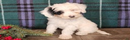 Mini Bernedoodle dogs for sale: Sparkle - Ad 1