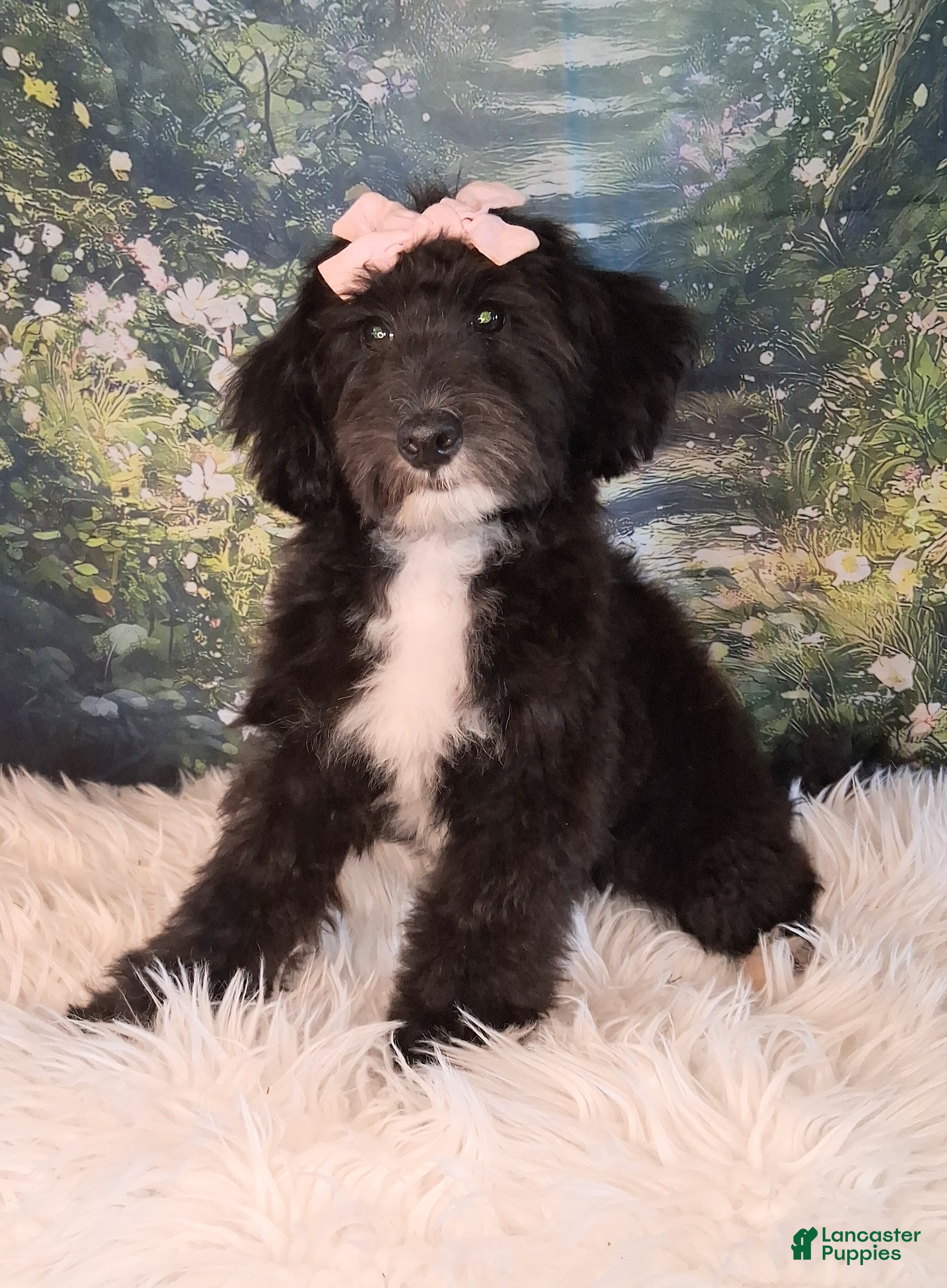 Mixed Breed dogs Dora Micro Golden Sheltie Doodle - Ad 8