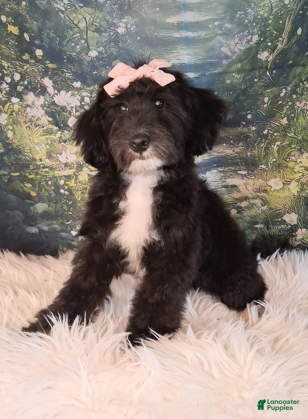 Mixed Breed dogs for sale: Dora Micro Golden Sheltie Doodle - Ad 1