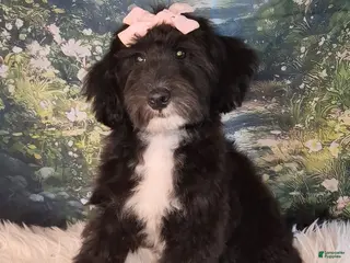 Mixed Breed dogs Dora Micro Golden Sheltie Doodle - Ad 8