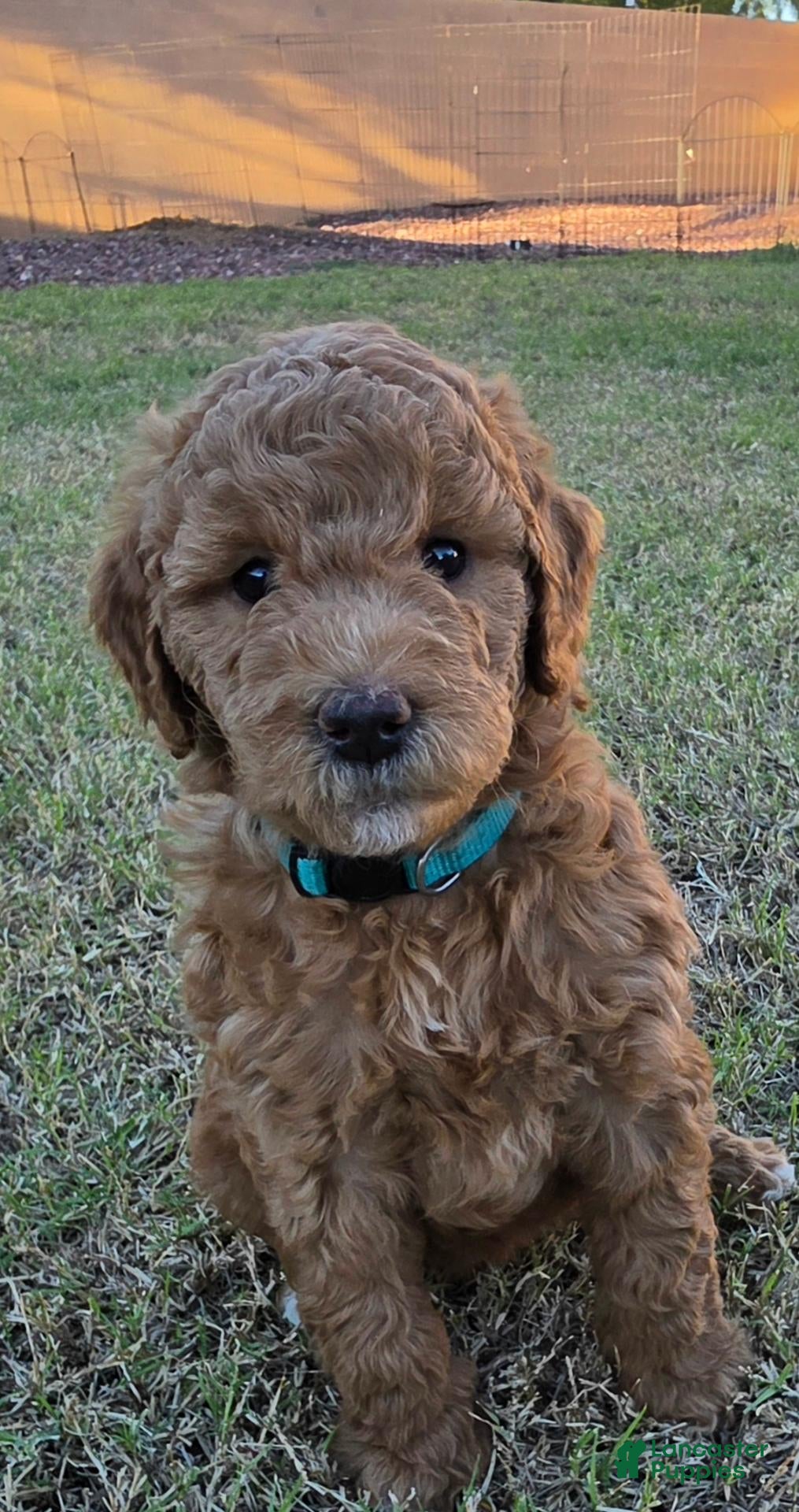 Mini Goldendoodle dogs for sale: Marsha ( 27 - 33 pounds full grown) - Ad 1