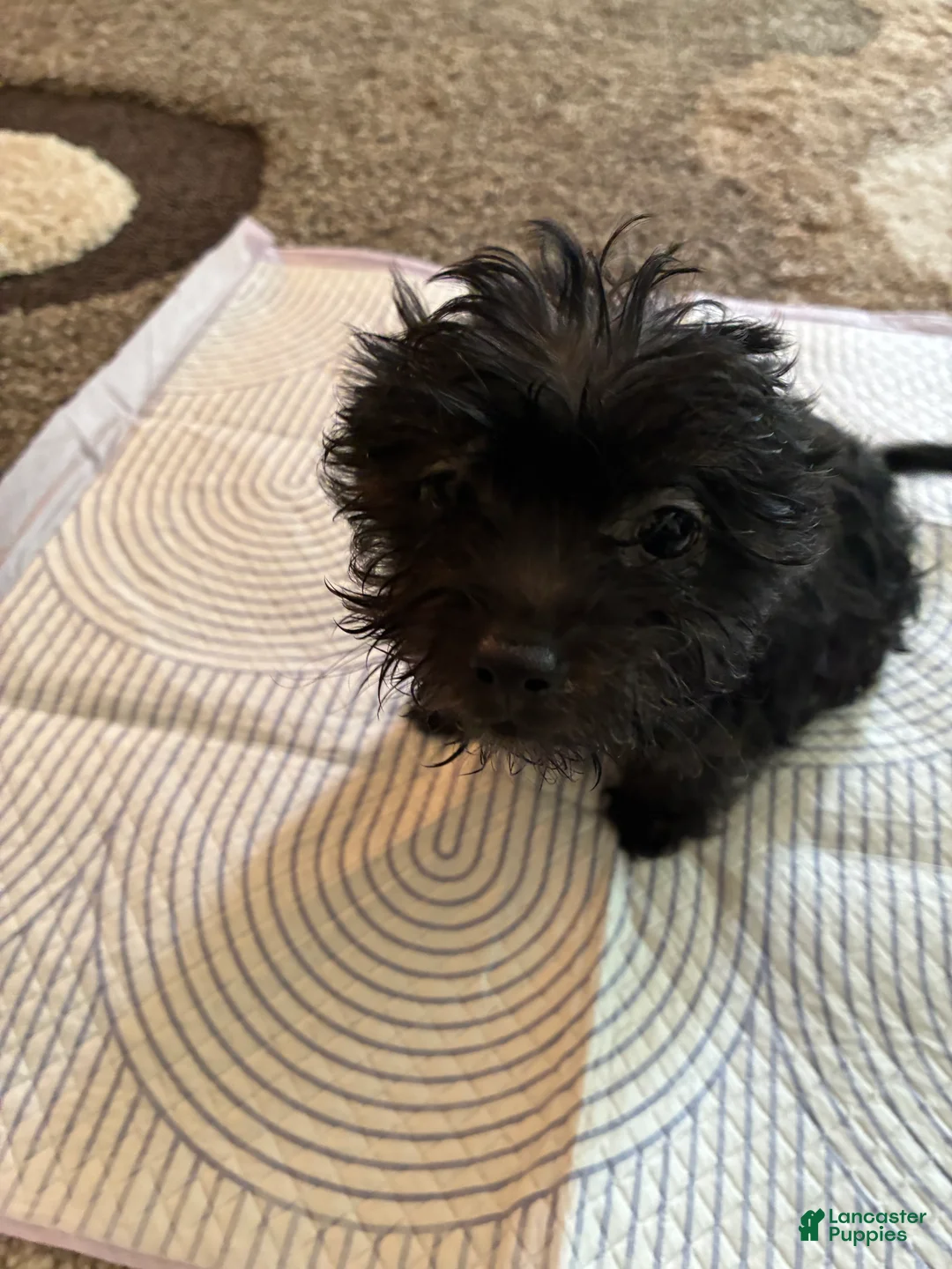 Mixed Breed dogs for sale: Mixed Breed Puppy 4 - Ad 5