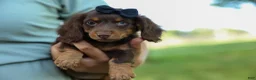 Miniature Dachshund dogs for sale: MAX - Ad 9