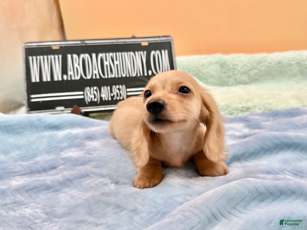 Miniature Dachshund dogs for sale: South African AKC Carrie’s Choc CR - Ad 1