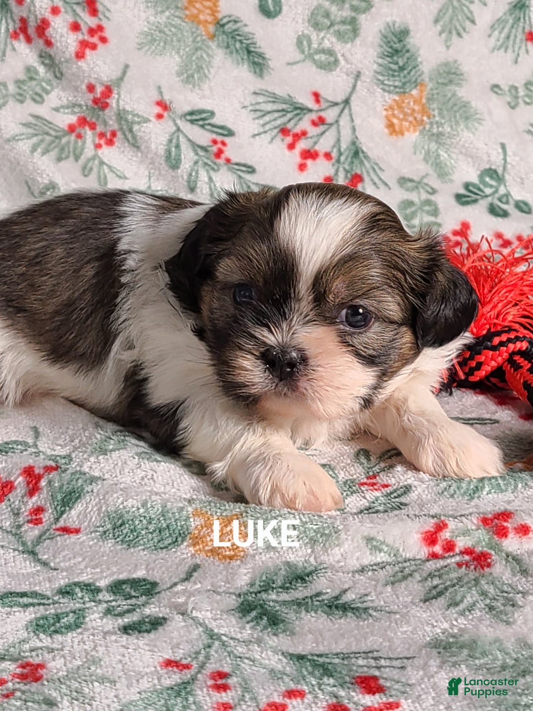 Shih Tzu dogs for sale: Love ❤️  - Ad 6