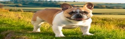 French Bulldog dogs for sale: Carey - Ad 3