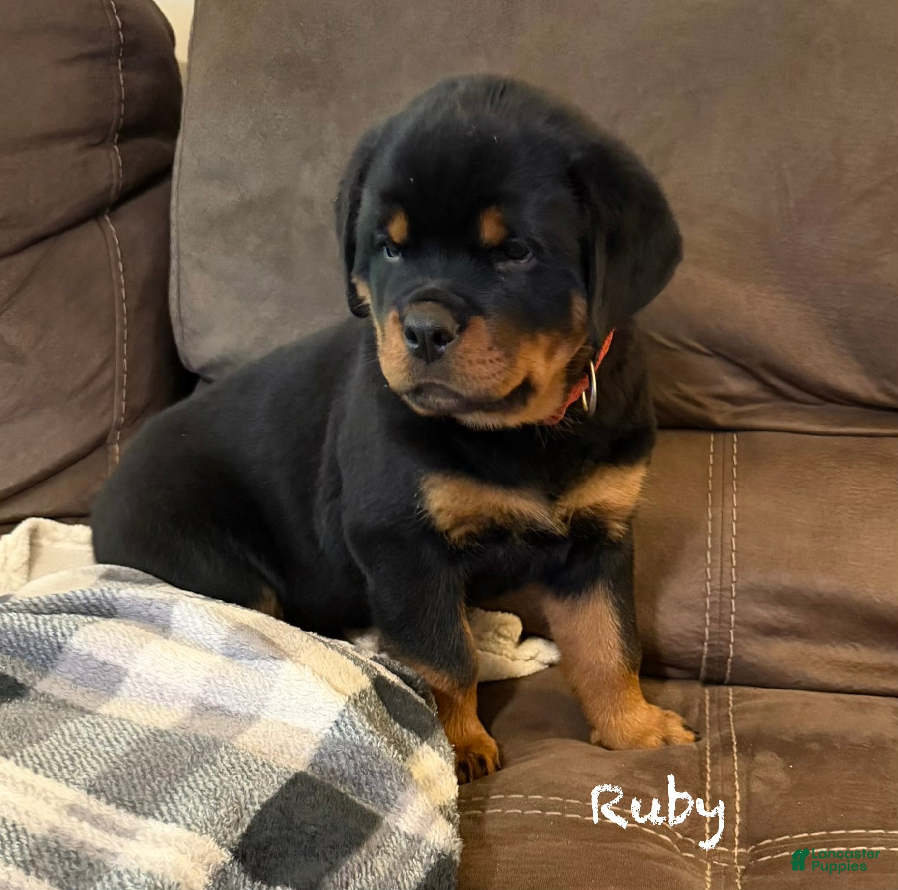 Rottweiler dogs Ruby - Ad 1