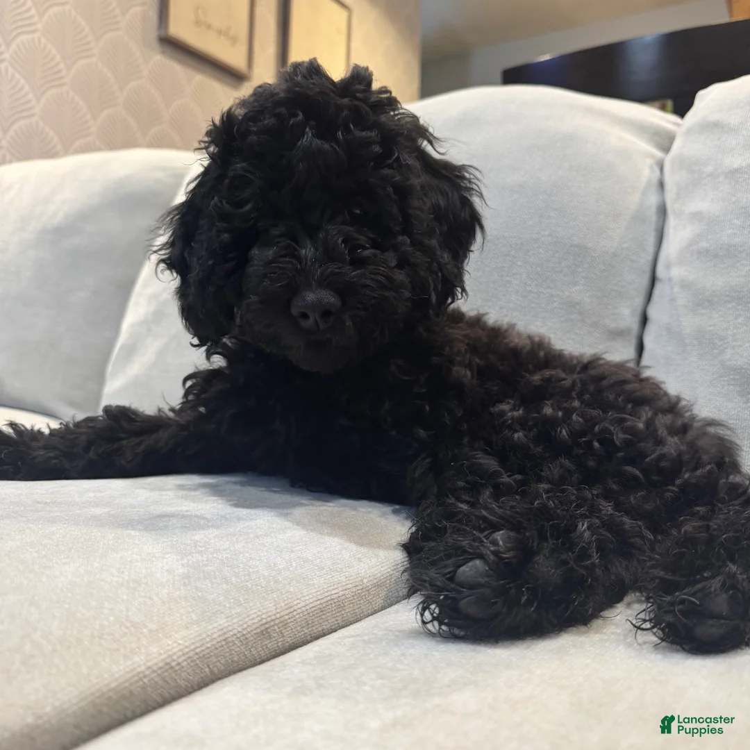 Mini Goldendoodle dogs for sale: Mini Goldendoodle Puppy 3 - Ad 2