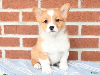 Welsh Corgi Pembroke dogs Echo - Ad 34